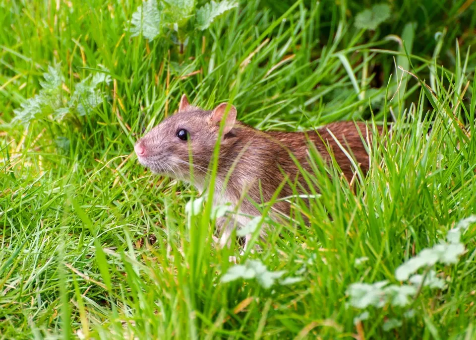 Brown Rat — Pest Control Brown Rat — Pest Control