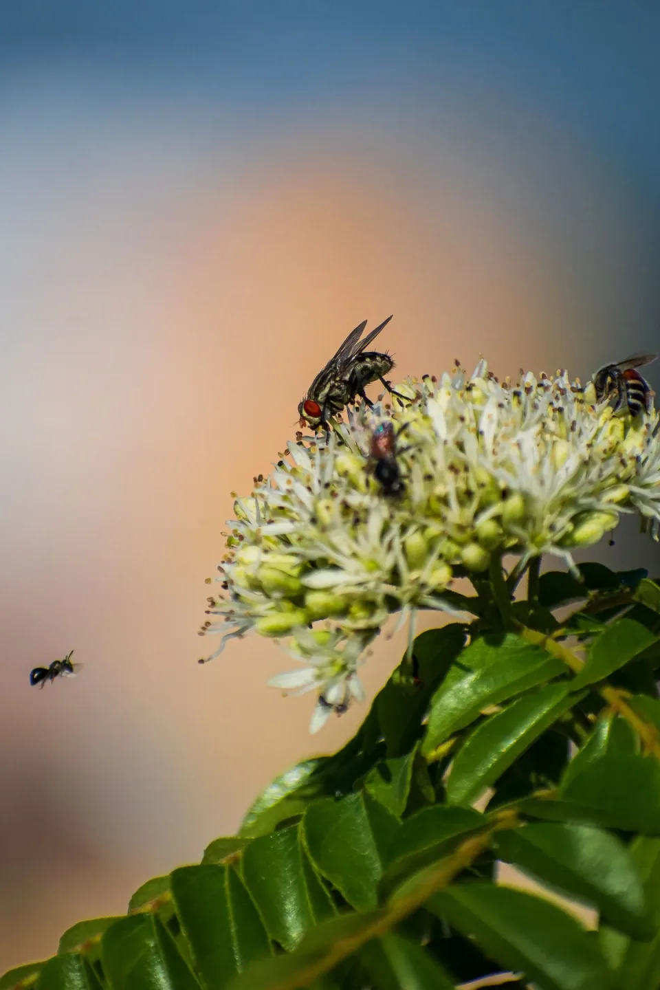 House Fly — Pest Control